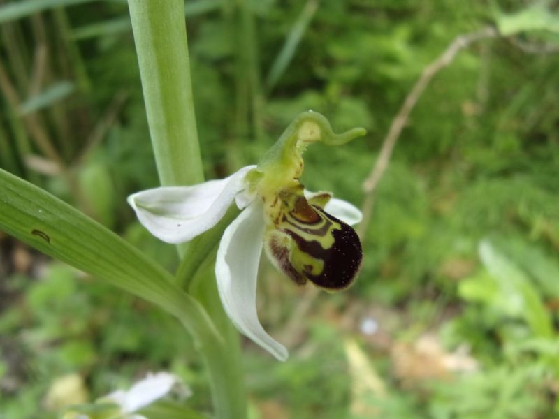 Ophrys apifera